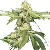 a green plant with leaves