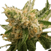 a close up of a plant