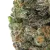 a close up of a plant