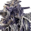 a close up of a plant