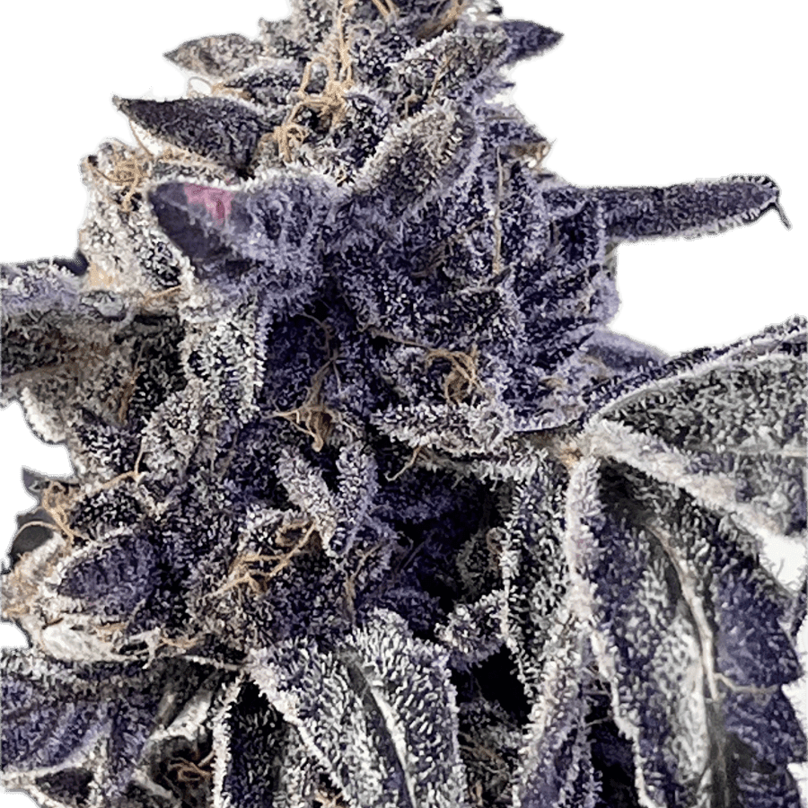 a close up of a plant