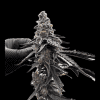 a hand holding a plant