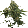 a green plant with leaves