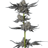 a plant with leaves on it