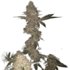 a group of green plants