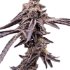 a close up of a plant