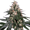 a close up of a plant