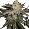 a close up of a plant