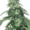 a plant with many leaves