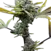 a close up of a plant