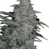 a close up of a plant