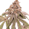 a close up of a plant
