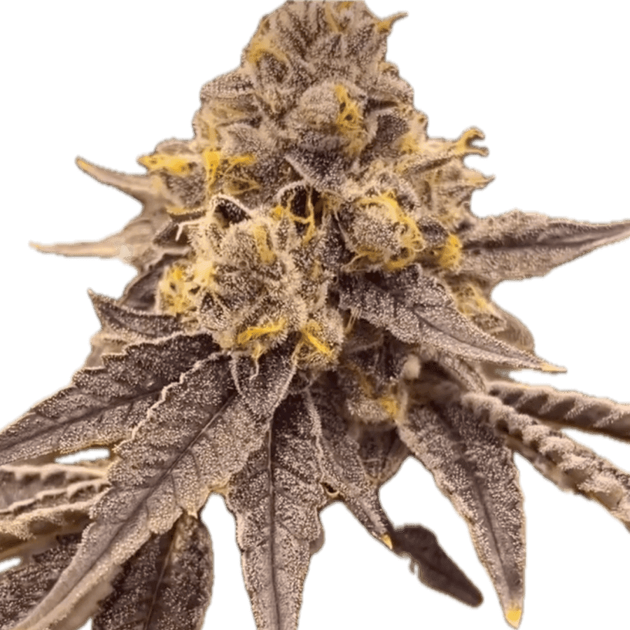 a close up of a plant