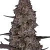 a close up of a plant