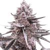 a close up of a plant