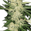 a close up of a plant