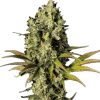 a green plant with leaves