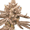 a close up of a plant