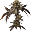 a plant with leaves on it