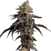 a close up of a plant