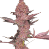 a plant with many leaves