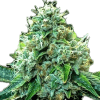 a close-up of a plant