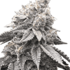 a close up of a plant