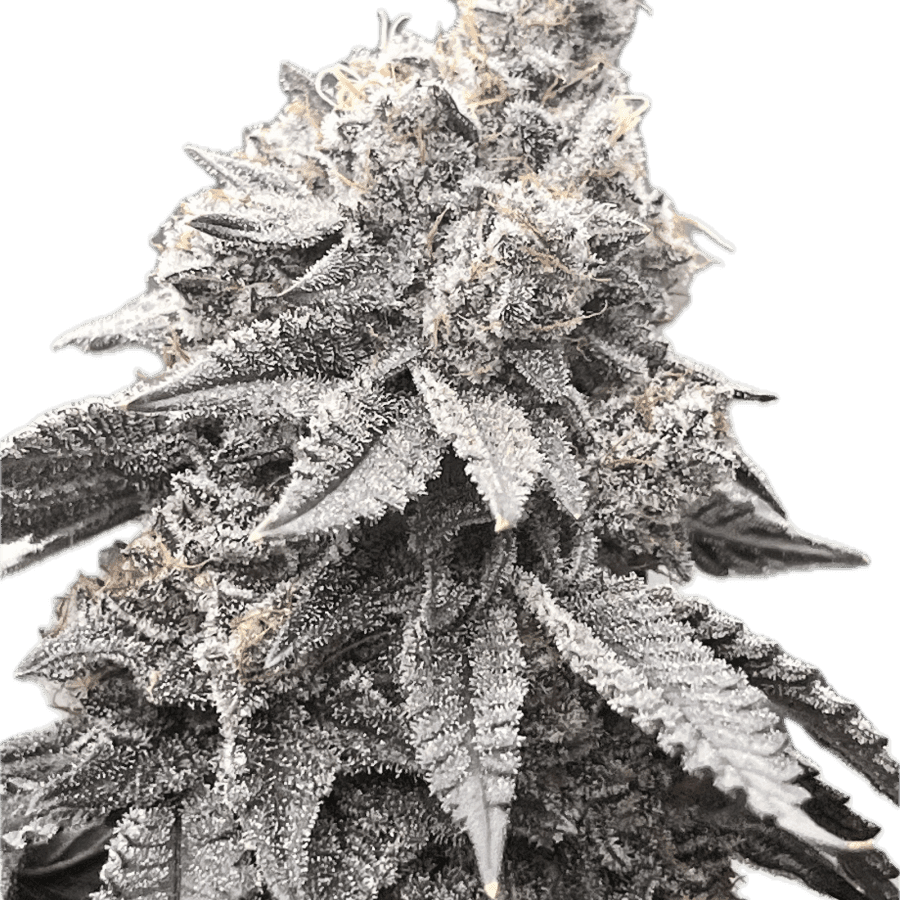 a close up of a plant