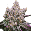 a close up of a plant