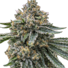 a close up of a plant