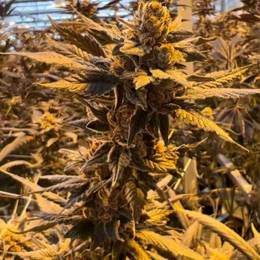 a plant with many leaves