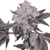 a close up of a plant
