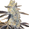 a close up of a plant