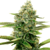 a close up of a plant