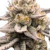 a close up of a plant