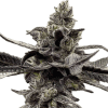 a close up of a plant