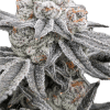 a close up of a plant