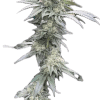 a close up of a plant