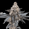 a close up of a plant