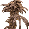 a plant with leaves on it