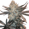 a close up of a plant